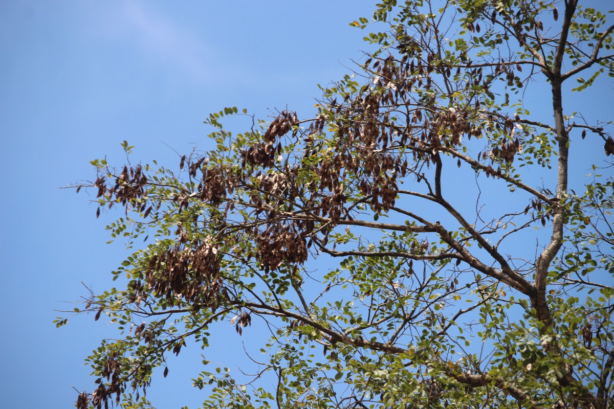 Dalbergia lanceolaria L.f.